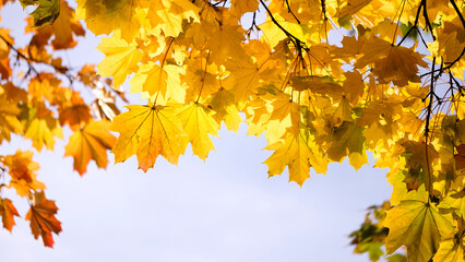 Autumn leaves with the blue sky background
