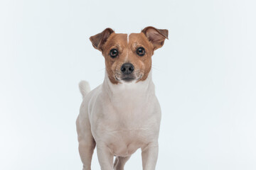 Jack Russell Terrier dog looking at the camera