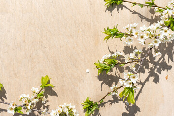 Cherry flowers on a light wood background. Flowering cherry branch