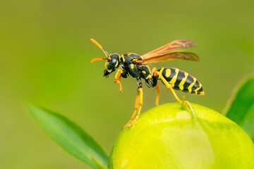 Paper Wasp (Poliste dominula) cleaning up on a peony