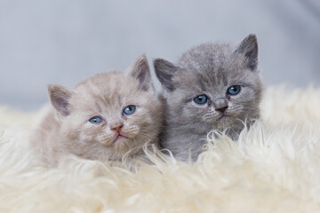 Kot brytyjski niebieskowłosy, koty brytyjskie niebieskowłose, malutkie kotki brytyjskie na tapetę, 