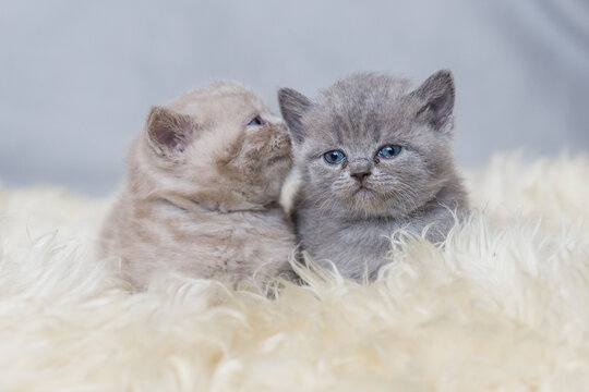 Kot brytyjski niebieskowłosy, koty brytyjskie niebieskowłose, malutkie kotki brytyjskie na tapetę, 