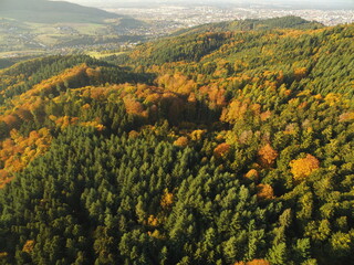 black forest at autumn