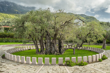 Old Olive Tree, famous tourist attraction in Montenegro