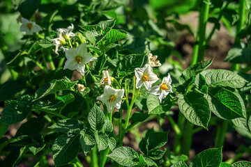 potato bush blooms in the garden at the vegetable farm. potato cultivation concept