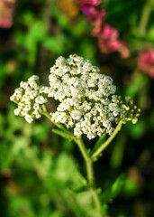 white yarrow flowers grow in a flower garden. cultivation and collection of medical plants concept