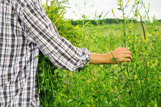 woman collects medicinal plant sweet clover in the field for medicinal tea and home-made organic cosmetics