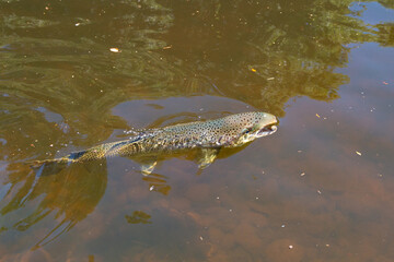 Large Atlantic salmon swimming in a river