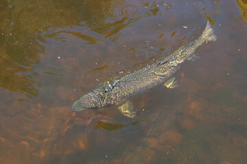 Large Atlantic salmon swimming in a river