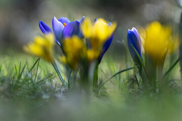 Krokusy niebiesko - ż&oacute;łte