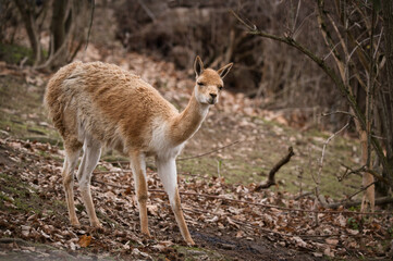 deer, tier, wild lebende tiere, natur, säugetier, wild, 