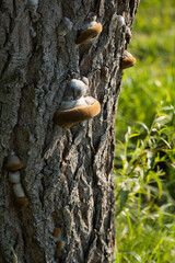 Bracket fungus on a tree