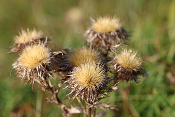 dried thistle flowers in winter	