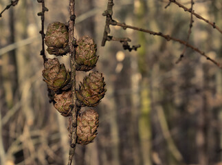 pine cones on a tree - 580424685