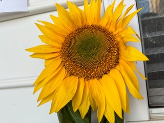 sunflower on a table