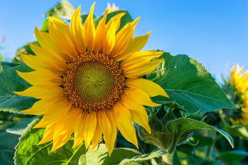 Sunflower in a field on a sunny day. Close-up.