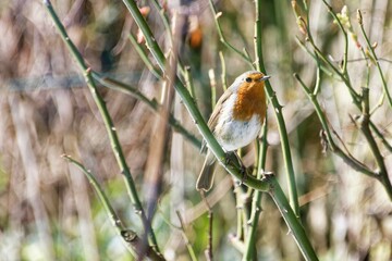 robin on a branch