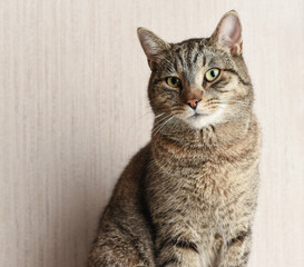 Beautiful gray tabby cat looking at the camera close-up. 