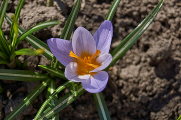 Crocuses bloom on the lawn in the garden. Saffron or Crocus (lat. Crocus) is a genus of perennial tuberous herbaceous plants of the Iris family (Iridaceae).