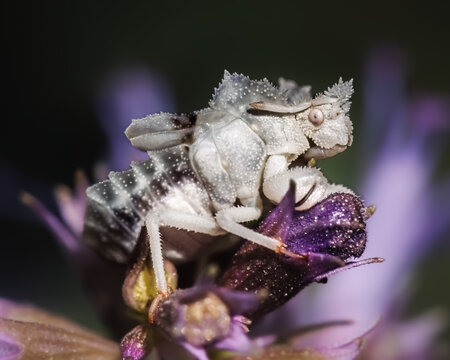 White Brown Jagged Ambush Bug Nymph (Phymata) on purple lavender flowers. Long Island, New York