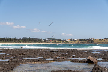 seagulls on the beach