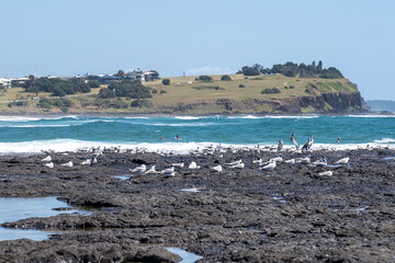 seagulls on the beach