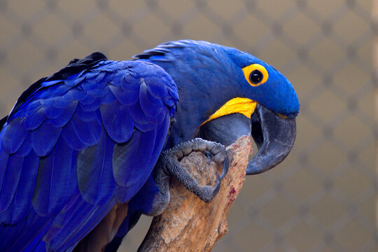 Arara Azul