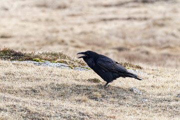 corbeau au bec ouvert posé sur un tapis d'herbe 