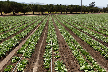 Fototapeta na wymiar Paisaje de campo de cultivo de verduras.