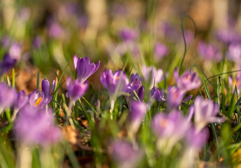 Flowering crocus spring flowers