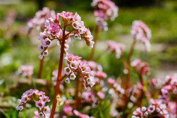 Badan thick-leaved, or Saxifrage thick-leaved , or Mongolian tea ( lat. Bergenia crassifolia ) in bloom
