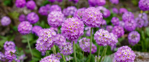 Primula denticulata (Drumstick Primula) in spring garden. Spring banner or spring background