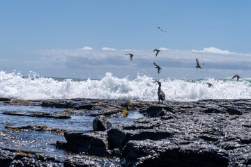 seagulls on the rocks