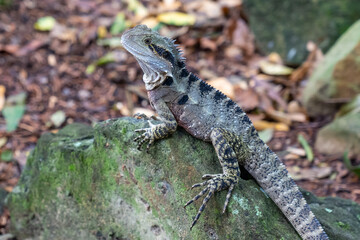 lizard on the rock
