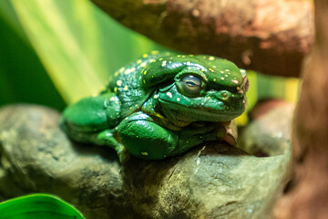 green frog on a tree