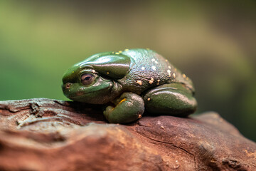 green frog on a leaf
