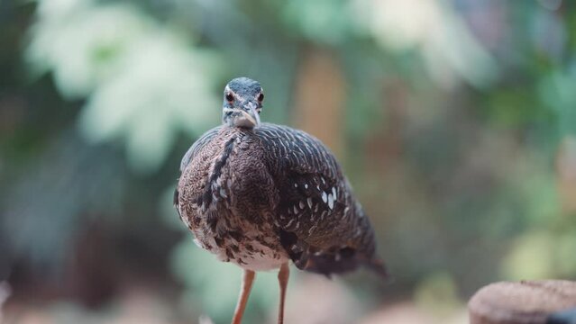 Sunbittern large tropical bird, beautiful exotic bird feathers brown forest animal, Eurypyga helias, nature wildlife small beak orange eyes, africa patterns