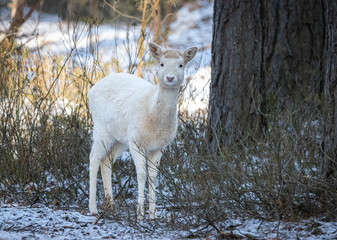 Naklejka premium A fawn of white fallow deer looks into the camera on a sunny winter's day in the forest. A white fallow deer fawn.