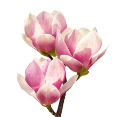 Beautiful pink magnolia flower branch isolated on transparent background, PNG. Botanic, floral, srping, nature concept
