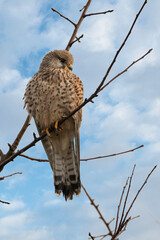 Common Kestrel enjoying the morning sun