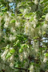 Poplar fluff on branches. Strong allergen, health hazard concept.
