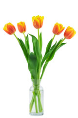 a large bouquet of fresh yellow and red tulips, isolated