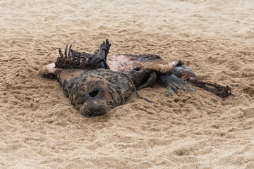 Dead and partially decomposed seal carcass on the sandy beach of Lake Baikal.The concept of conservation of the endangered seal population