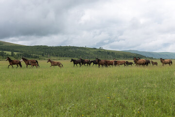 A colorful herd of horses from the ranch gallops against the backdrop of beautiful mountains and blue sky