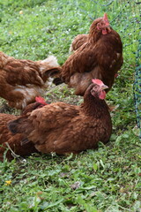 Freiland Hühner auf einer Wiese mit braunen Federn und rotem kamm bewegen sich auf einer grünen Wiese