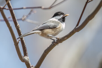Black-capped chickadee perching on branch with bird seed.