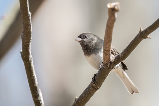 Dark-eyed junco perching on tree branch.