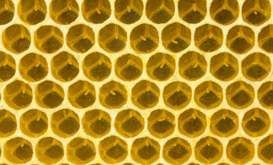 Eggs in honeycombs. Queen bee laid eggs in honeycombs.
