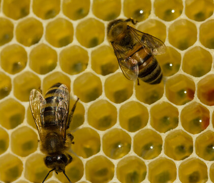 Bees, honeycomb and nectar_