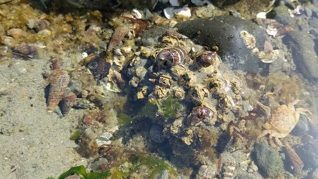 Barnacles filter feeding in a tide pool